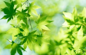 香港的六台彩图库，是否为你中大奖的秘密武器？